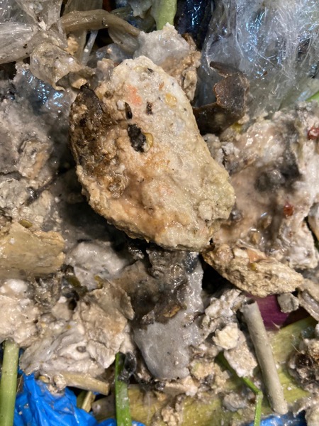 DrainFix HK 食肆隔油池挖出嘅蠔殼、食物殘渣、塑膠、油脂混合物近距離